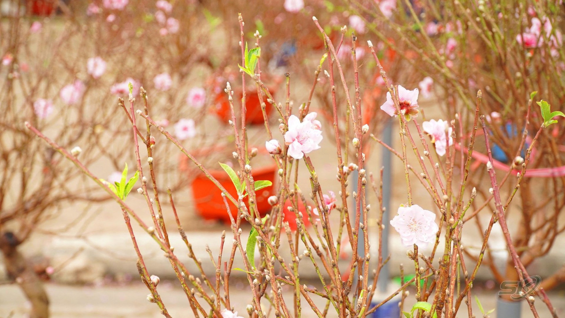 Chợ hoa Hà Nội rực rỡ sắc màu ngày cận Tết - Ảnh 8.