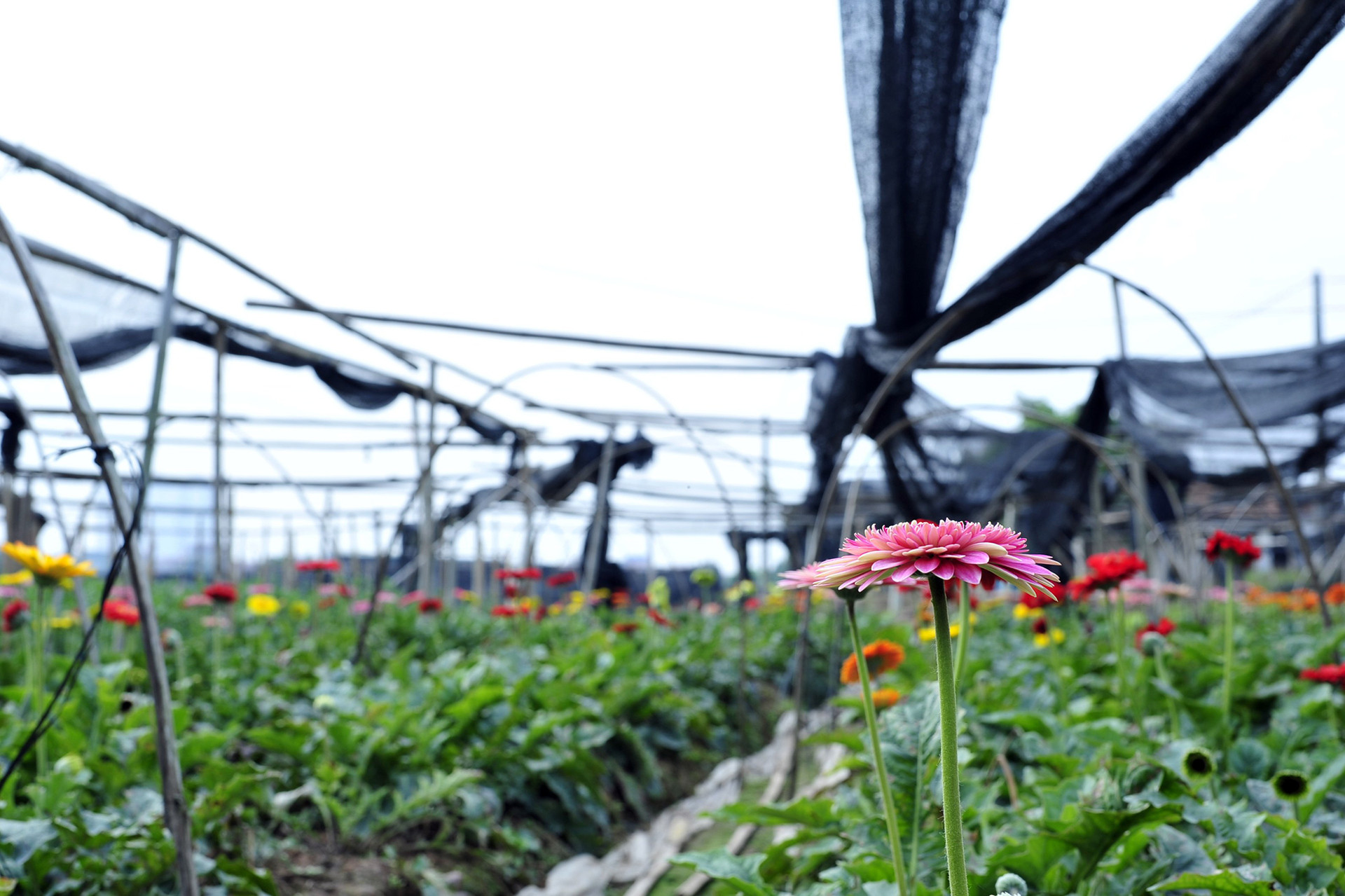 Hoa nở “lệch múi giờ”, nông dân Hà Nội thu hoạch sớm để bảo quản lạnh, chờ phục vụ người chơi đúng dịp Tết - Ảnh 12.