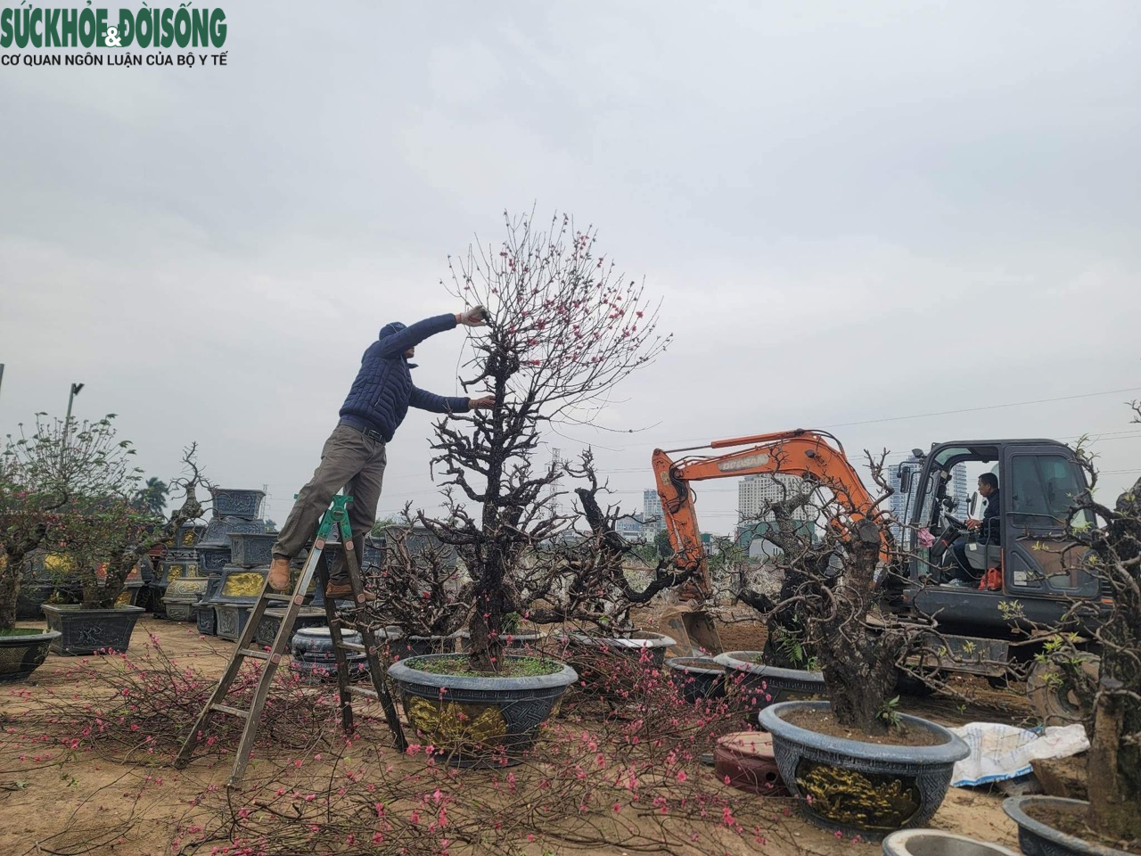 Làng đào Nhật Tân tất bật chăm sóc cây sau Tết - Ảnh 1.