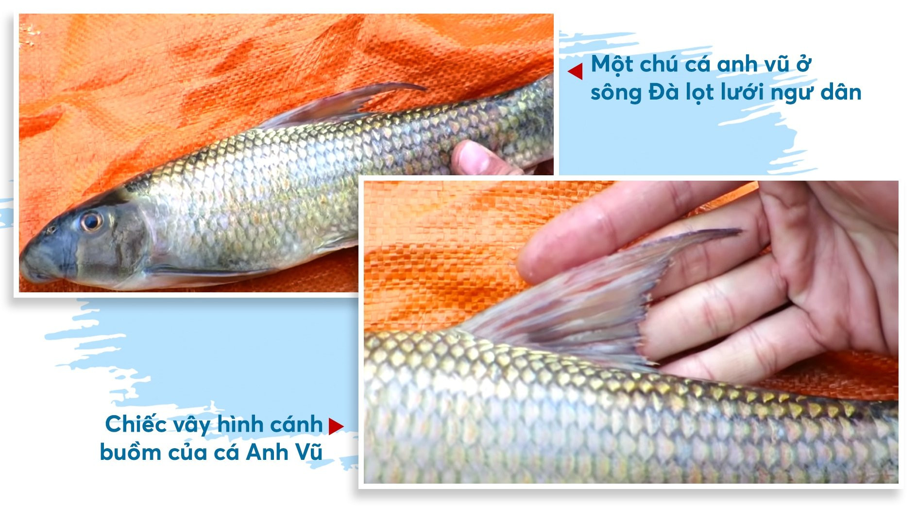 Chuyện ít biết về loài cá cả chục triệu đồng/kg - Ảnh 3.