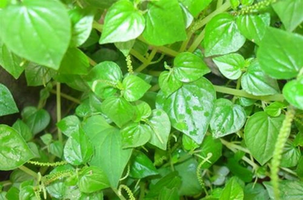 Những loại rau dại ở Việt Nam được thế giới săn lùng - Ảnh 1.