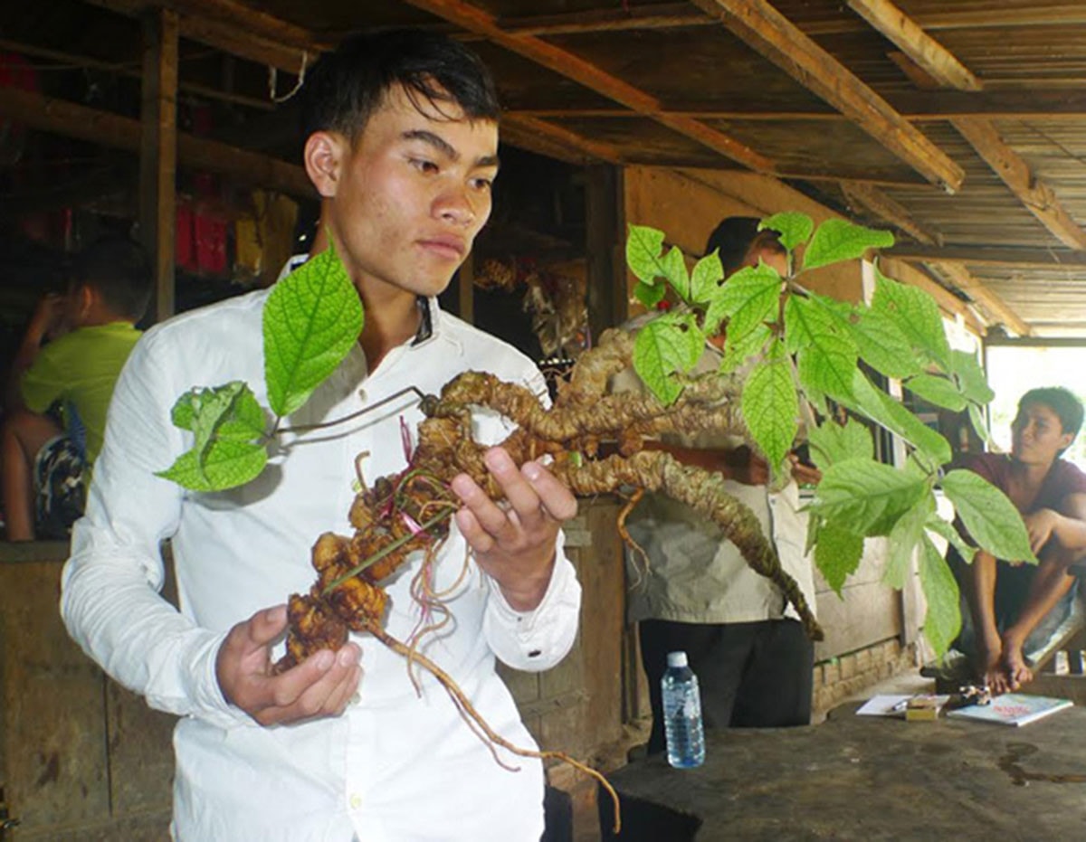 Những củ sâm Ngọc Linh quý hiếm, giá tiền tỷ gây xôn xao - Ảnh 5.