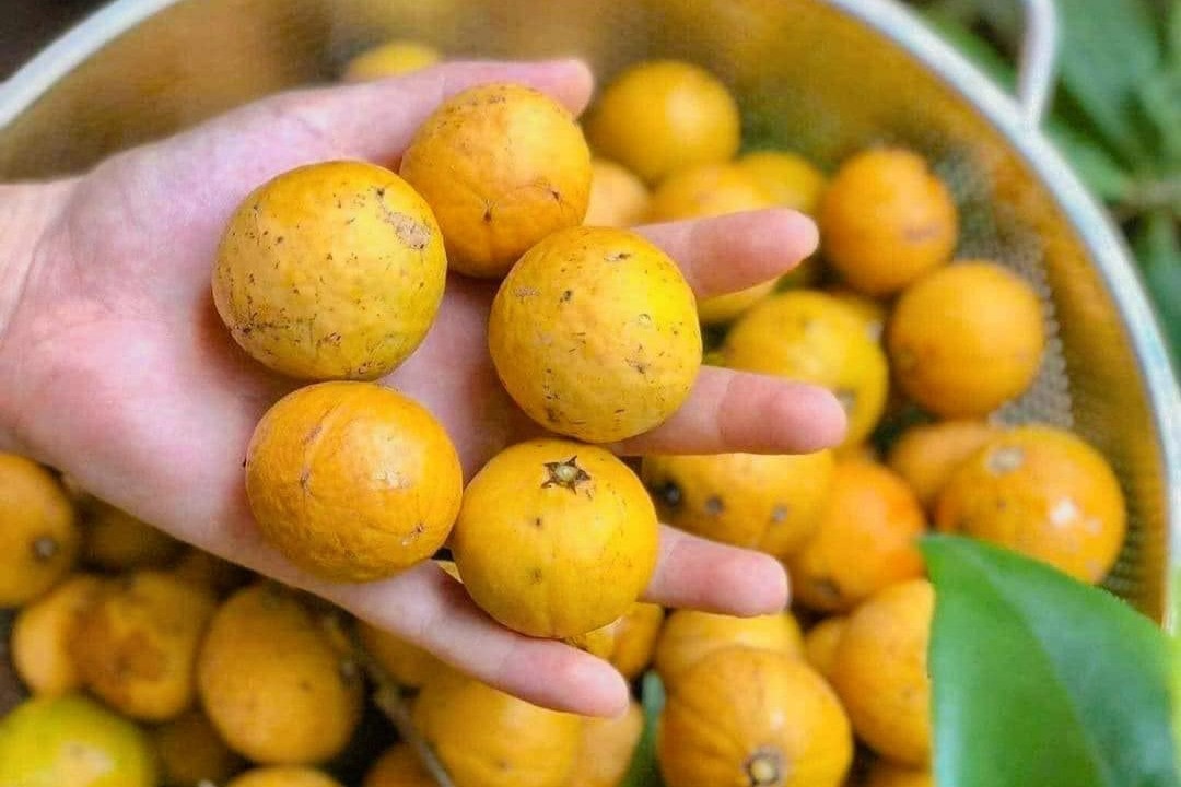 Loại quả quen thuộc ở Hà Nội, chờ chín vàng óng bán giá gấp 3 - Ảnh 1. Loại quả quen thuộc ở Hà Nội, chờ chín vàng óng bán giá gấp 3 - Ảnh 1.