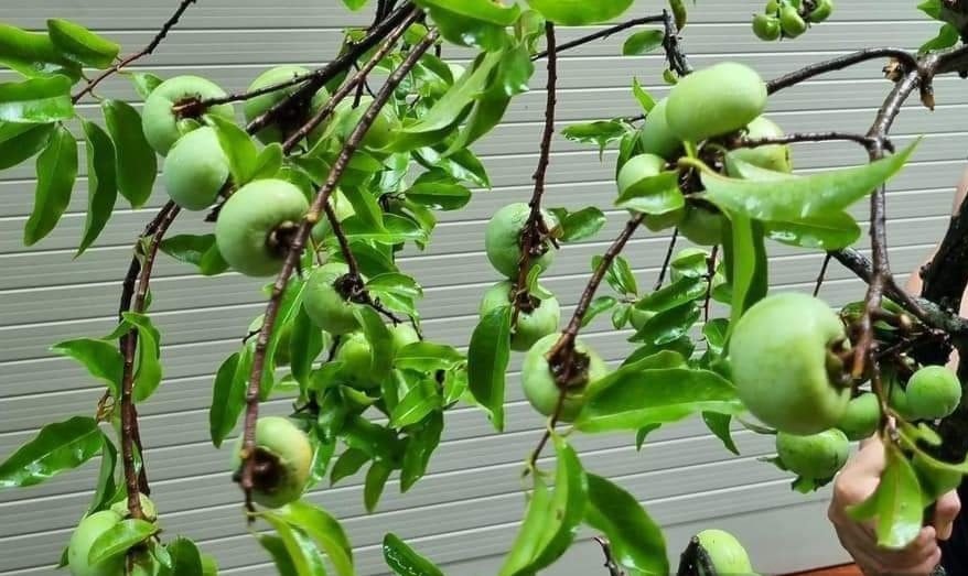 Giá quả thị cả cành lên đến 200.000 đồng vẫn hút người tiêu dùng đầu mùa thu - Ảnh 4.