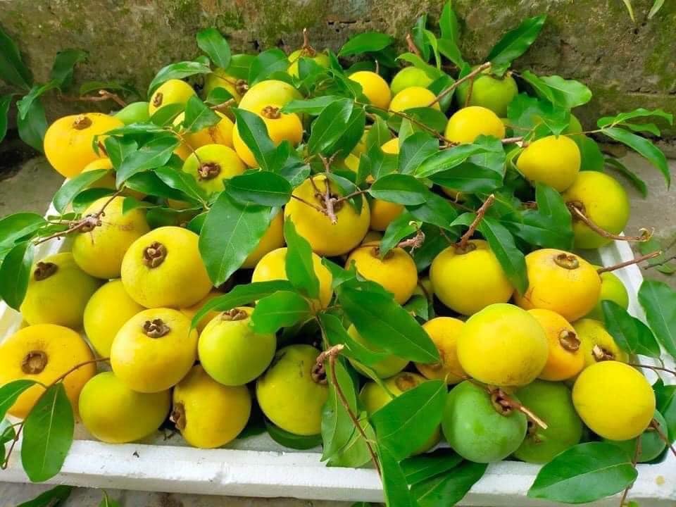 Giá quả thị cả cành lên đến 200.000 đồng vẫn hút người tiêu dùng đầu mùa thu - Ảnh 2.