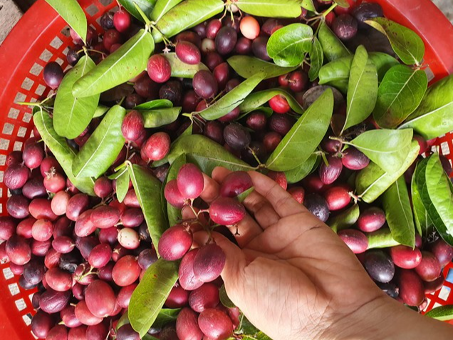 Loại quả đặc biệt biến đổi màu liên tục của một cây được trồng làm cảnh gây sốt thị trường - Ảnh 2. Loại quả đặc biệt biến đổi màu liên tục của một cây được trồng làm cảnh gây sốt thị trường - Ảnh 2.