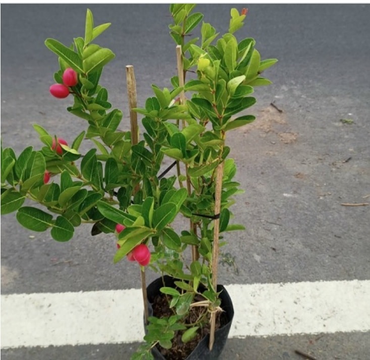 Loại quả đặc biệt biến đổi màu liên tục của một cây được trồng làm cảnh gây sốt thị trường - Ảnh 4. Loại quả đặc biệt biến đổi màu liên tục của một cây được trồng làm cảnh gây sốt thị trường - Ảnh 4.