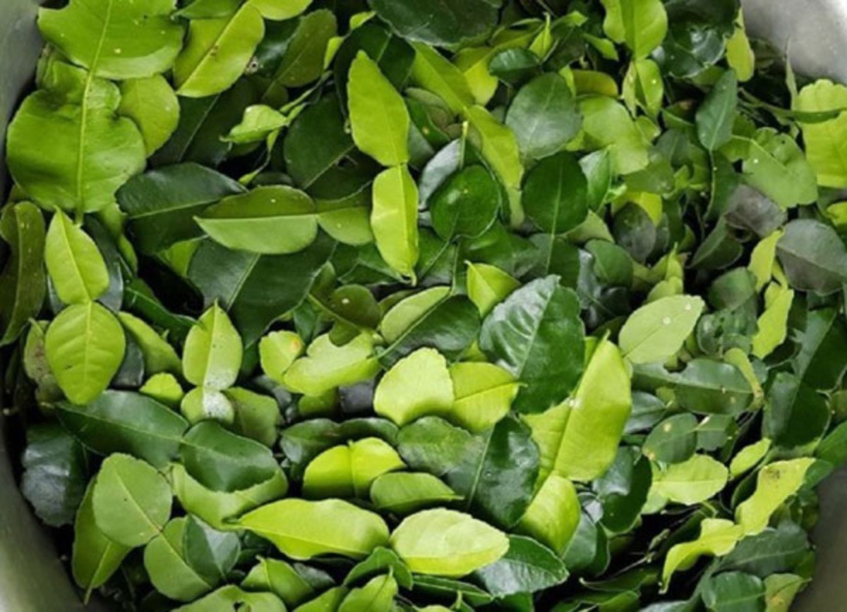 Loại lá rẻ bèo ở Việt Nam, sang nước ngoài giá đắt đỏ - Ảnh 1. Loại lá rẻ bèo ở Việt Nam, sang nước ngoài giá đắt đỏ - Ảnh 1.