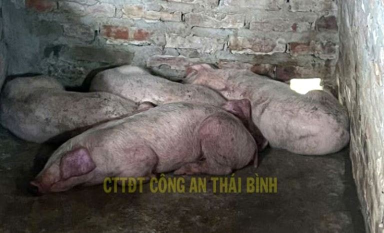 Thu mua lợn nhiễm dịch bệnh về giết mổ rồi bán ra thị trường- Ảnh 2.