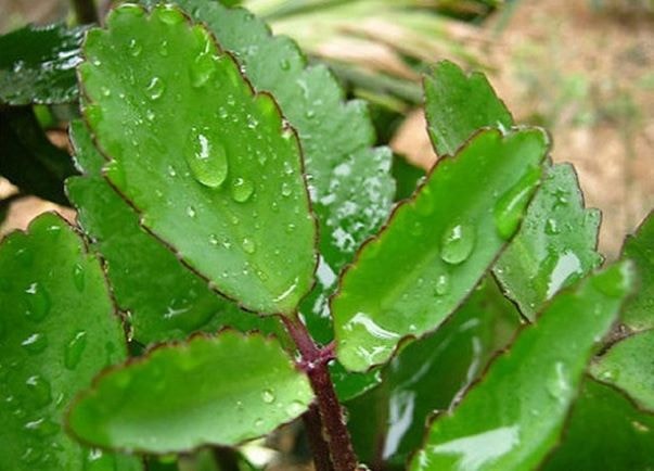2 bài thuốc, 14 món ăn giúp giải rượu - Ảnh 3.