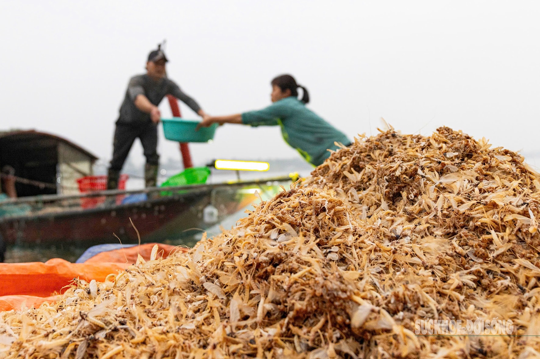 Mùa săn ‘lộc trời’ trên sông Hồng- Ảnh 8.