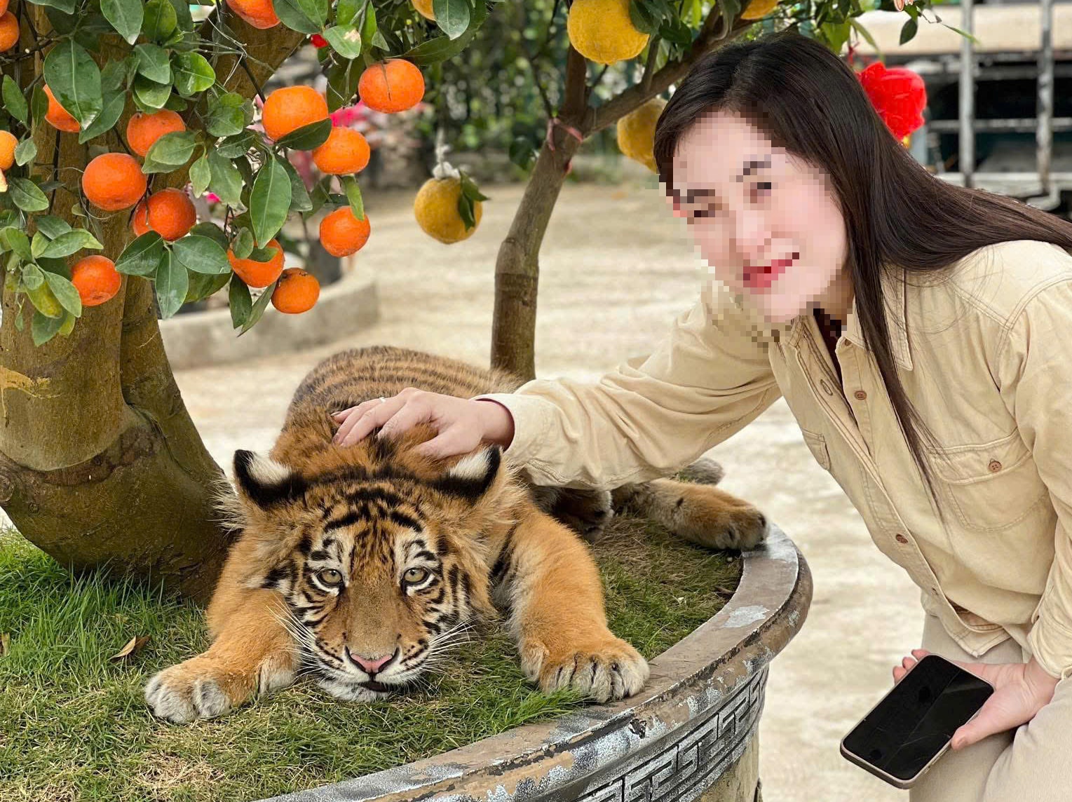 'Tuýt còi’ khu du lịch để du khách ôm, vuốt ve hổ- Ảnh 1.