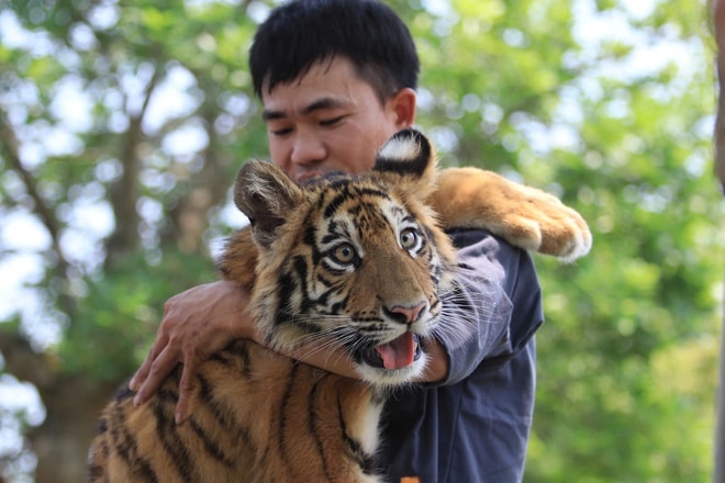 'Tuýt còi’ khu du lịch để du khách ôm, vuốt ve hổ- Ảnh 2.