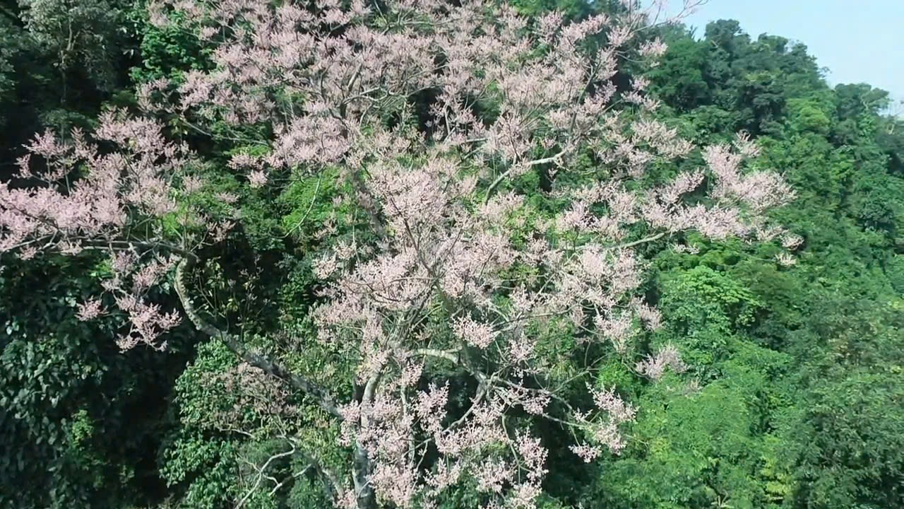Hoa ngô đồng bung nở trên núi đá vôi giữa đại ngàn Tà Long- Ảnh 3.