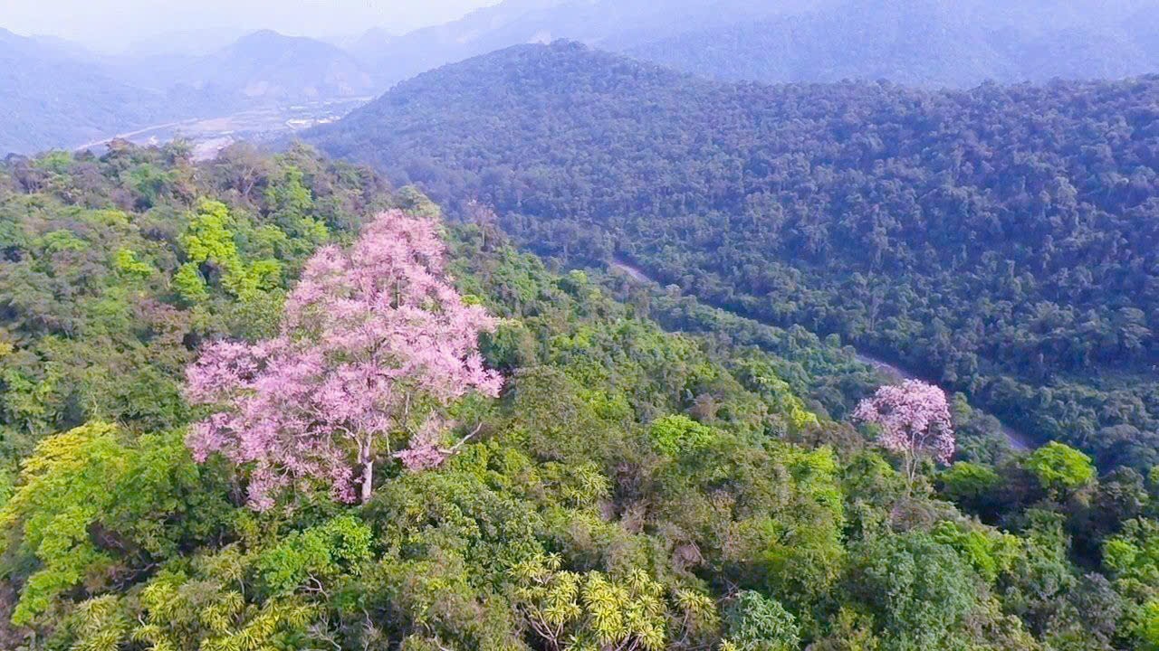Hoa ngô đồng bung nở trên núi đá vôi giữa đại ngàn Tà Long- Ảnh 2.