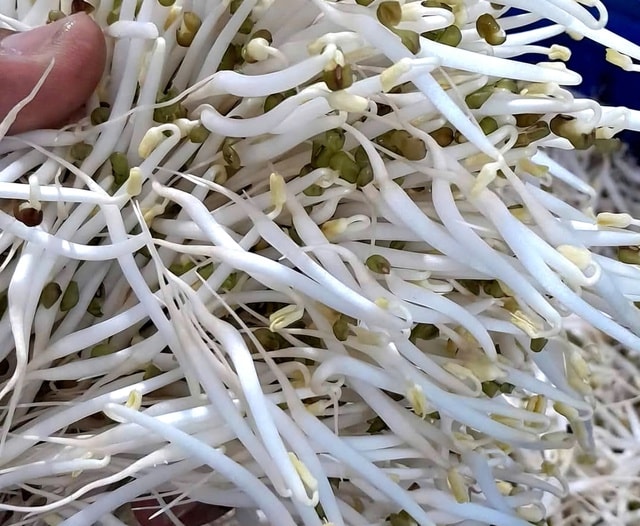 Bà nội trợ tự làm giá đỗ sạch tại nhà sau loạt vụ giá đỗ 'ngậm' hoá chất- Ảnh 2.