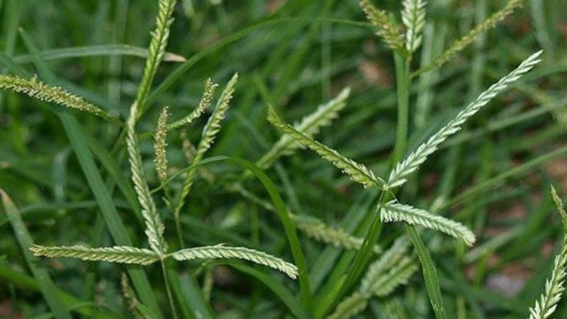 co-man-trau-cong-dung-cach-dung-luu-y-khi-su-dung-1