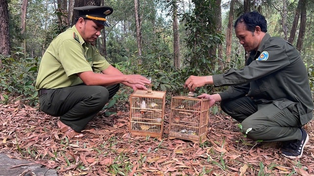 Huế 'mạnh tay' với hành vi mua bán các loài chim hoang dã- Ảnh 2. Huế 'mạnh tay' với hành vi mua bán các loài chim hoang dã- Ảnh 2.