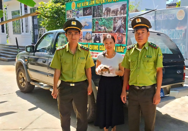 Phát hiện rùa núi vàng quý hiếm trên đường về nhà, người phụ nữ giao nộp kiểm lâm- Ảnh 1.