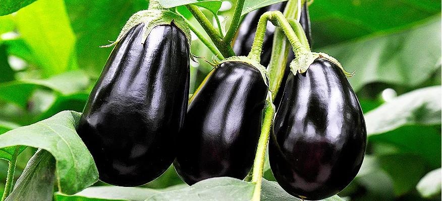 Lợi ích sức khỏe của cà tím
