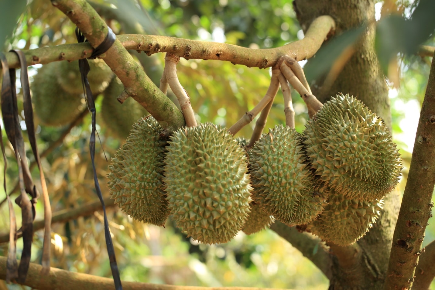 Loạt sự thật thú vị về sầu riêng