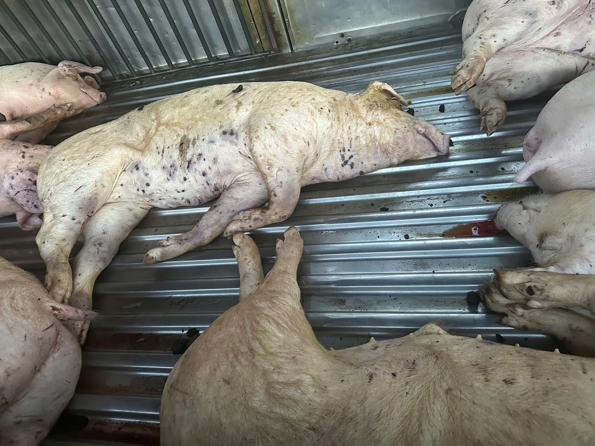 Siết chặt quản lý, giám sát sau vụ mua lợn chết đưa vào cơ sở giết mổ- Ảnh 2.
