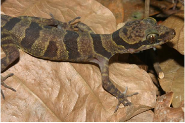 Loài bò sát quý hiếm thường bỏ lại một phần cơ thể khi chạy trốn- Ảnh 2. Loài bò sát quý hiếm thường bỏ lại một phần cơ thể khi chạy trốn- Ảnh 2.