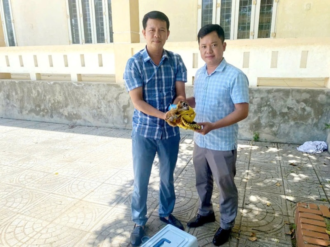 Cứu hộ động vật hoang dã quý hiếm mang thương tật nặng- Ảnh 2.