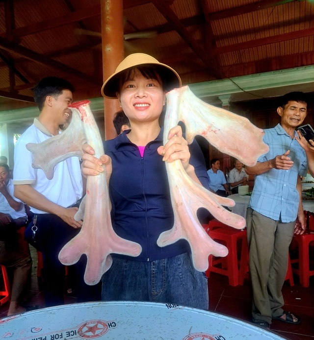 Cặp nhung hươu 'đa chồi, rộ lộc' gây xôn xao ở Hà Tĩnh- Ảnh 1.