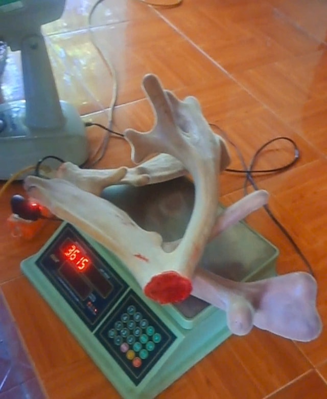 Cặp nhung hươu 'đa chồi, rộ lộc' gây xôn xao ở Hà Tĩnh- Ảnh 2.