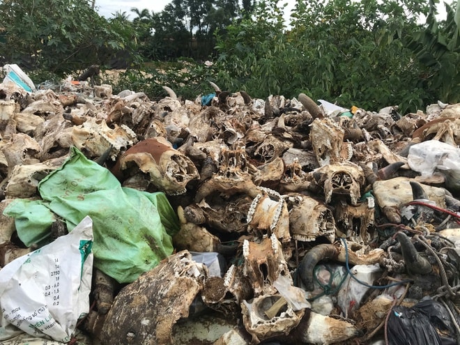 Kinh hoàng 'nghĩa địa đầu bò' giữa lòng TP Vinh- Ảnh 12.