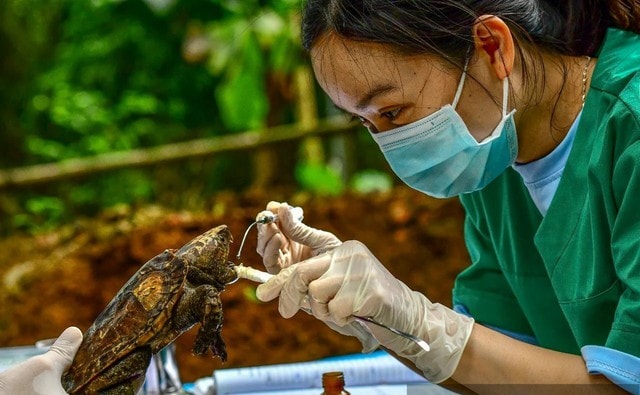 Khu rừng ‘hồi sinh’ nhiều loài động vật quý hiếm- Ảnh 6.