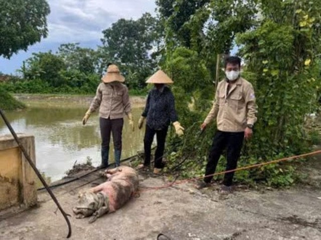 Hàng chục xác lợn chết bị vứt xuống kênh đe dọa nguồn nước và sức khỏe cộng đồng- Ảnh 2.