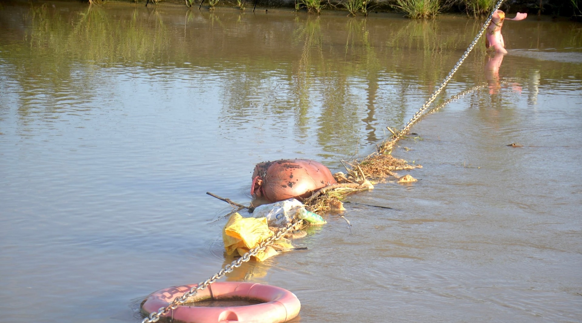 Xác lợn chết trôi đầy kênh giữa ‘bão’ dịch tả lợn châu Phi- Ảnh 1.