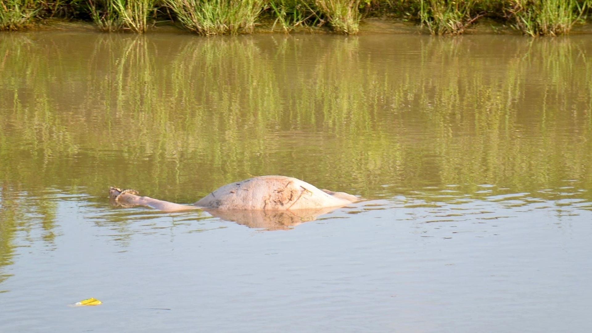 Xác lợn chết trôi đầy kênh giữa ‘bão’ dịch tả lợn châu Phi- Ảnh 2.
