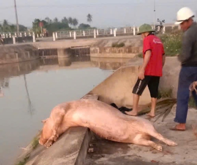 Xác lợn chết trôi đầy kênh giữa ‘bão’ dịch tả lợn châu Phi- Ảnh 5.
