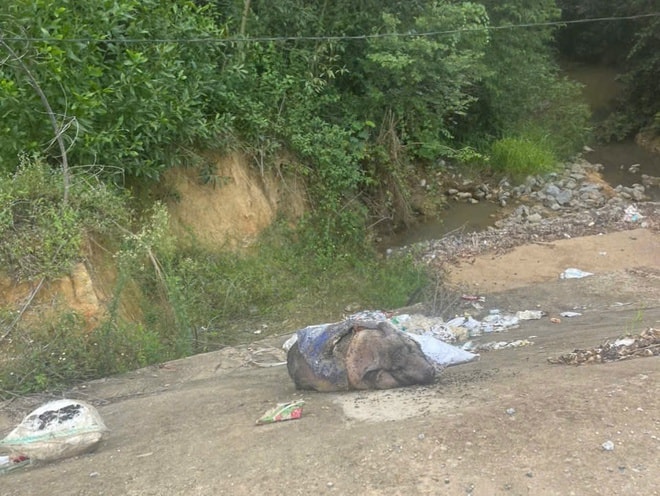 Xác lợn chết trôi đầy kênh giữa ‘bão’ dịch tả lợn châu Phi- Ảnh 4.