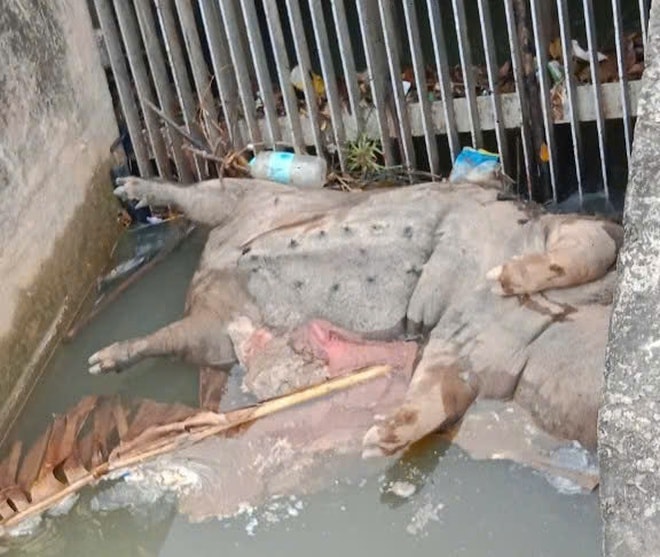 Xác lợn chết trôi đầy kênh giữa ‘bão’ dịch tả lợn châu Phi- Ảnh 3.