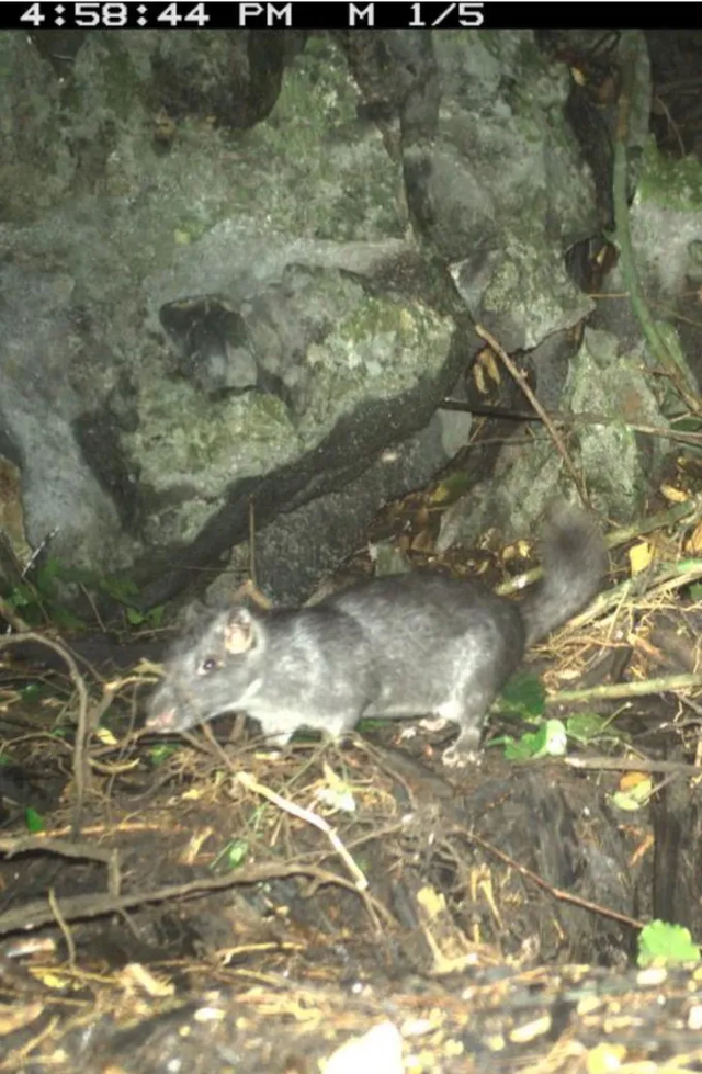 Loài chuột tưởng tuyệt chủng 11 triệu năm được bẫy ảnh ghi nhận kiếm ăn ngoài tự nhiên- Ảnh 1.