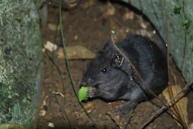 Loài chuột tưởng tuyệt chủng 11 triệu năm được bẫy ảnh ghi nhận kiếm ăn ngoài tự nhiên- Ảnh 2.