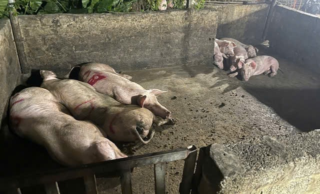 Hà Nội sẽ xử lý dứt điểm hơn 700 cơ sở giết mổ gia súc tự phát- Ảnh 2. Hà Nội sẽ xử lý dứt điểm hơn 700 cơ sở giết mổ gia súc tự phát- Ảnh 2.