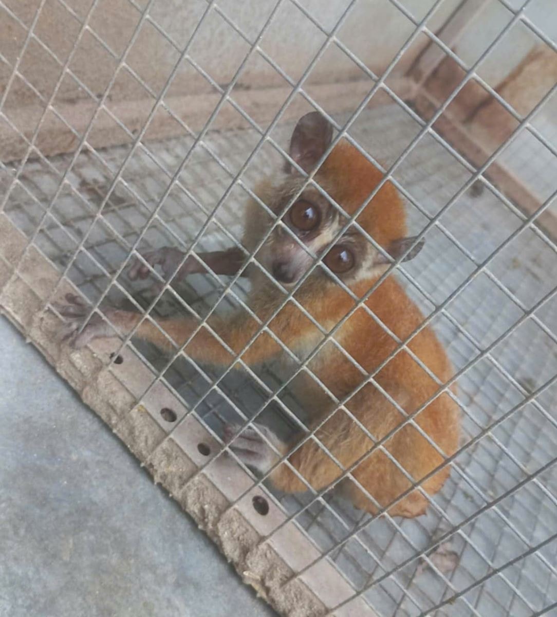 Nam thanh niên ở Hưng Yên bất ngờ bắt được động vật quý hiếm trên mái tôn- Ảnh 1.