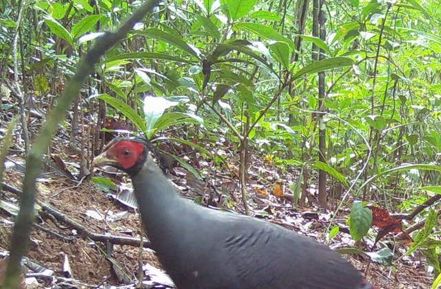 Cận cảnh loài gà có tên trong Sách đỏ sống khỏe ở đại ngàn Quảng Ngãi- Ảnh 1.