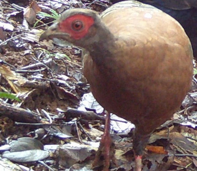 Cận cảnh loài gà có tên trong Sách đỏ sống khỏe ở đại ngàn Quảng Ngãi- Ảnh 2.