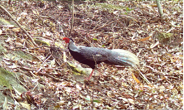 Cận cảnh loài gà có tên trong Sách đỏ sống khỏe ở đại ngàn Quảng Ngãi- Ảnh 3.