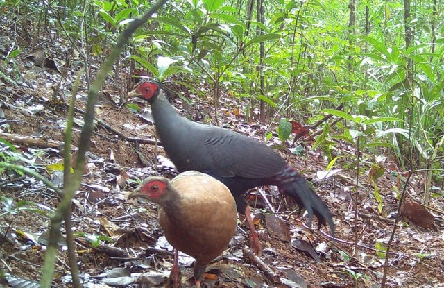 Cận cảnh loài gà có tên trong Sách đỏ sống khỏe ở đại ngàn Quảng Ngãi- Ảnh 4.