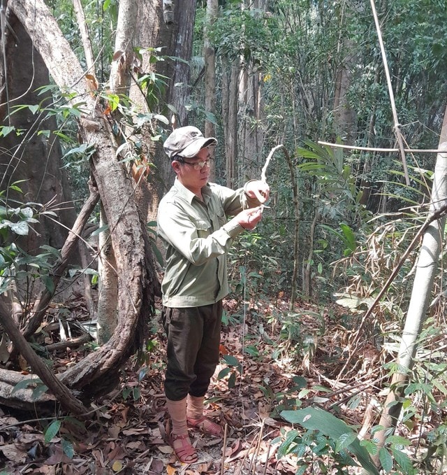 Cận cảnh loài gà có tên trong Sách đỏ sống khỏe ở đại ngàn Quảng Ngãi- Ảnh 5.