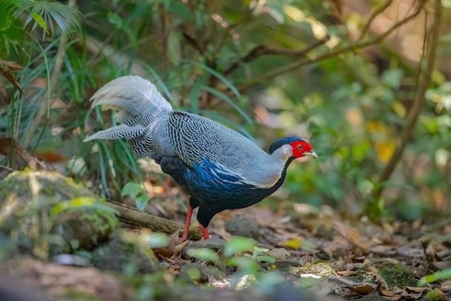 Người dân có được tự ý nuôi các loài động vật có tên trong sách Đỏ?- Ảnh 2.