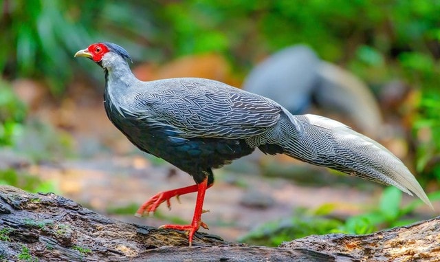 Chuyên gia bảo tồn: 'Cần làm nghiêm người coi thường pháp luật vụ nuôi gà lôi trắng'- Ảnh 2. Chuyên gia bảo tồn: 'Cần làm nghiêm người coi thường pháp luật vụ nuôi gà lôi trắng'- Ảnh 2.
