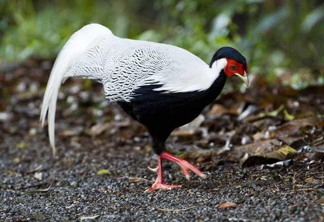 Vụ gà lôi trắng gây xôn xao, làm sao biết loài nào nằm trong danh sách cấm?- Ảnh 2. Vụ gà lôi trắng gây xôn xao, làm sao biết loài nào nằm trong danh sách cấm?- Ảnh 2.